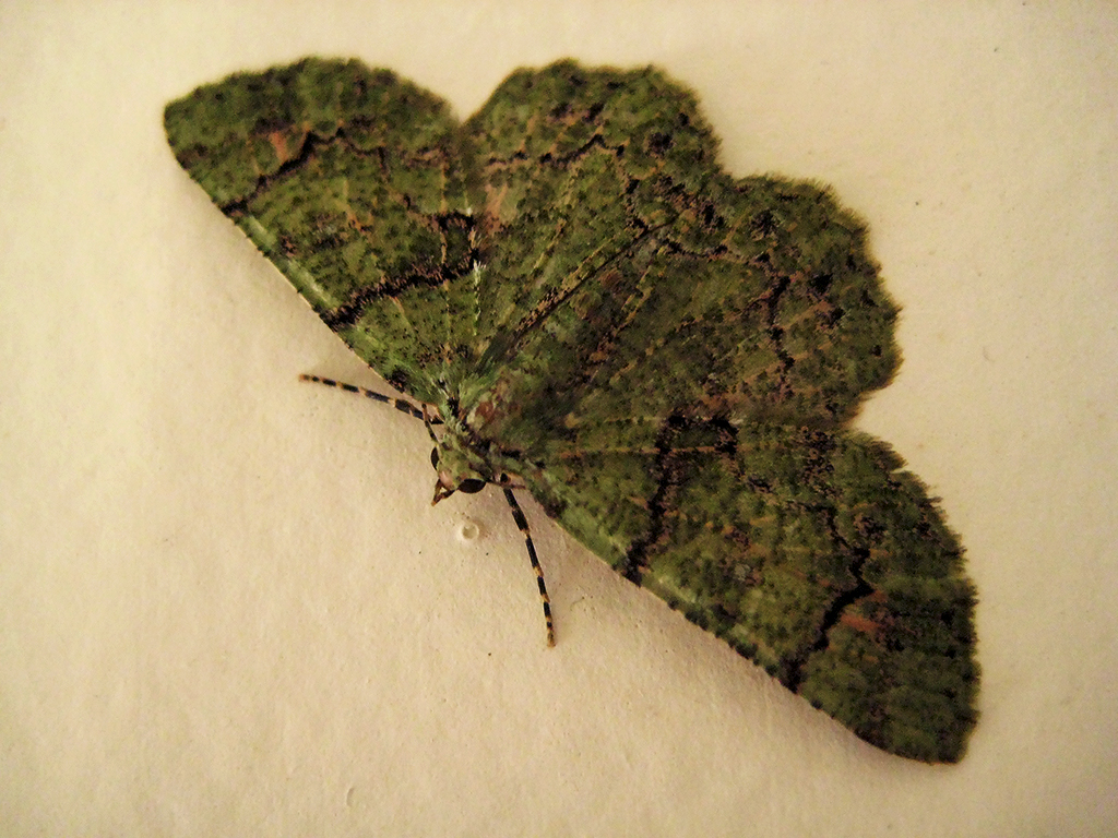 Little Jade Moth