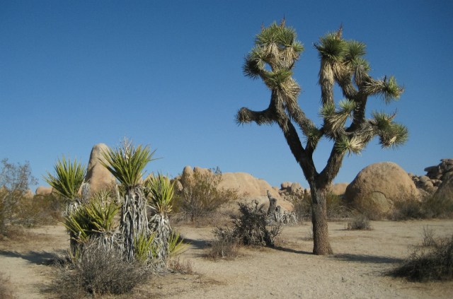 Joshua Tree
