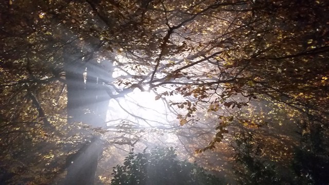 Darkness gives it shape