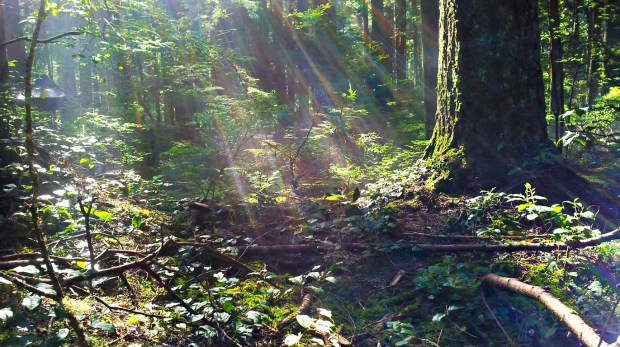 Sunlight sinters through