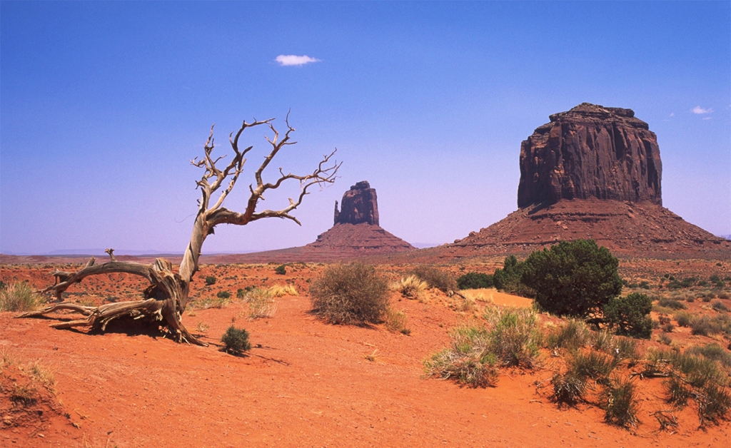 Dead bush and buttes, Monument Valley Navajo Tribal Park, Arizona, United States of America