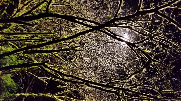 Stanley Park, Near the Hollow Tree, Vancouver, British Columbia, Canada