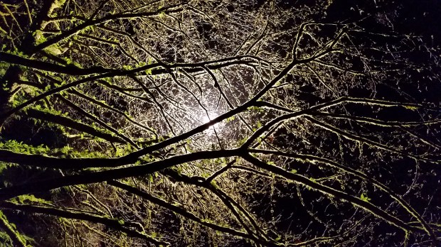 Backlit Moss and Branches, Stanley Park, Near the Hollow Tree, Vancouver, British Columbia, Canada
