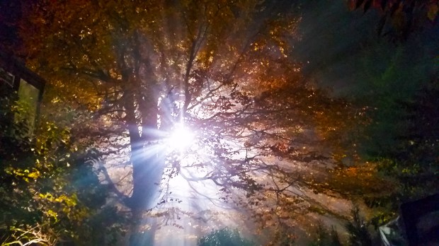 12K in the trees, Overlynne Manor, Vancouver, British Columbia, Canada