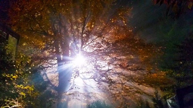 12K in the trees, Overlynne Manor, Vancouver, British Columbia, Canada