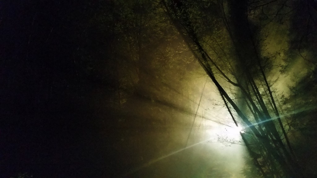 Light in the trees at night, Deep Cove, British Columbia, Canada