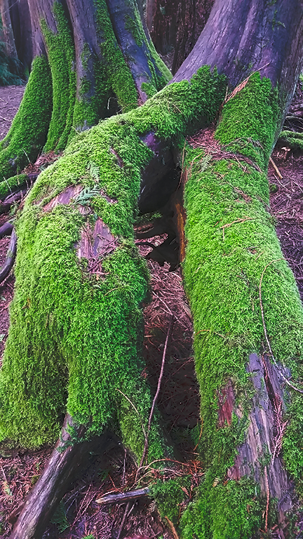 Mossy Roots, Langley, British Columbia, Canada