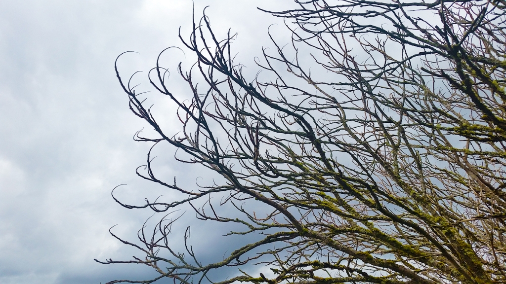 Leafless Boughs, Langley, British Columbia, Canada