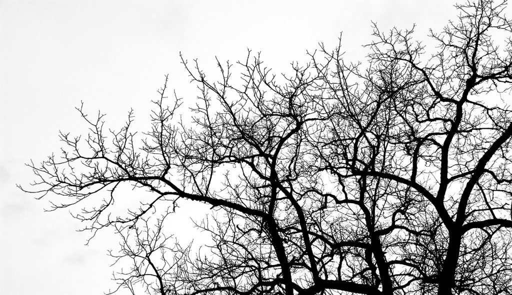Wintry Bare Branches, Langley, British Columbia, Canada