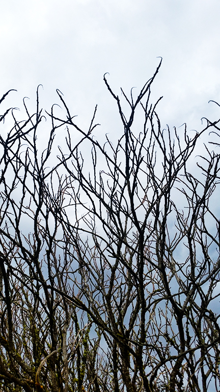 Bare branches, early in spring, Langley, British Columbia, Canada