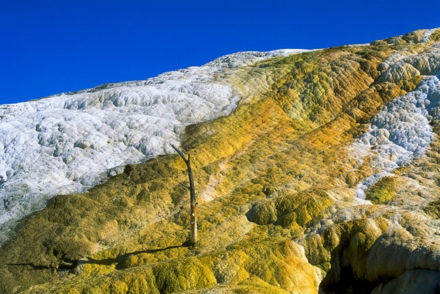 Mineral Mound, Mammoth Geyser Basin, Yello