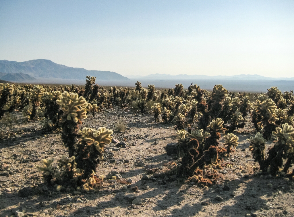 Cholla Cactus Garden; Joshua Tree National Park, California, United states of America