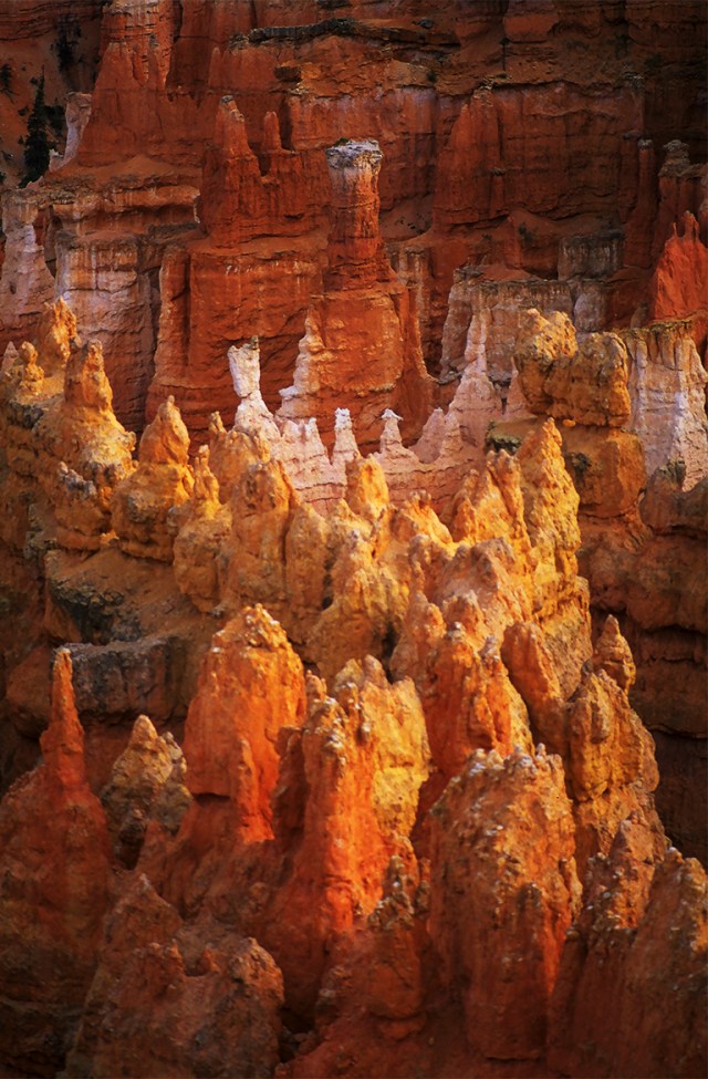 Golden Hoodoos, Bryce Canyon National Park, Utah, United States of America