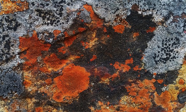 Lichen, Cascade Mountains, Nicolum Valley, Trans Canada Highway, British Columbia, Canada