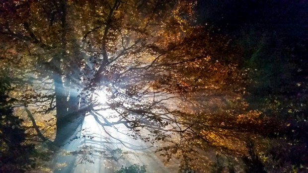 Light through the Autumn Colours, Over Lynn Mansion, Burnaby, British Columbia, Canada