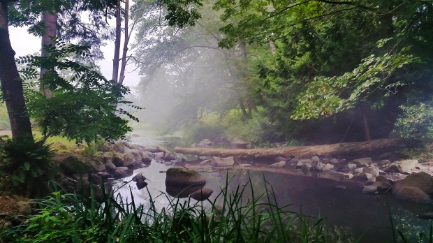 A brook in the woods, Deer Lake Park, Burnaby, British Columbia, Canada