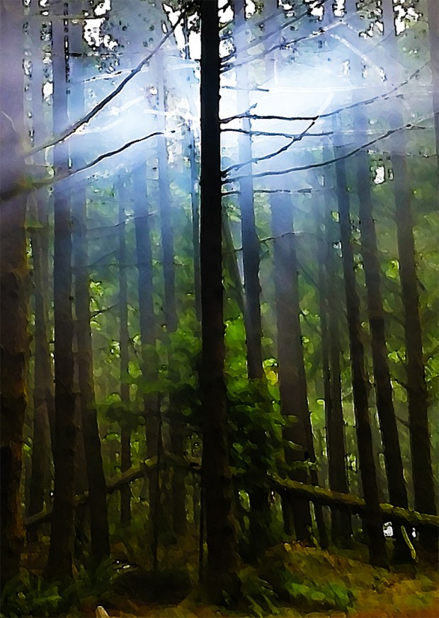 Light in the Trees, Seymour Demonstration Forest, North Vancouver, British Columbia, Canada