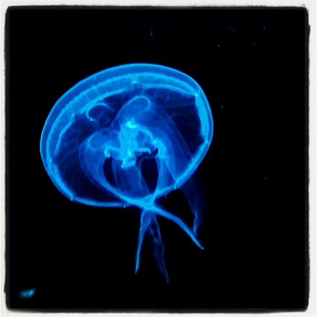 Moe the immortal jellyfish, Zoo, Season 2