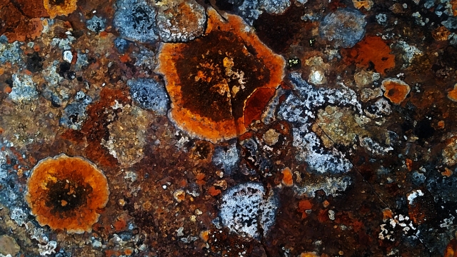 Lichen on Granite, Hope Slide, Nicolum Valley, Cascade Mountains, British Columbia, Canada