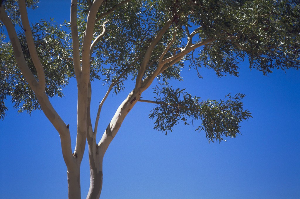 Ghost Gum, Stuart Highway, Near Tennant Creek, Northern Territory, Australia