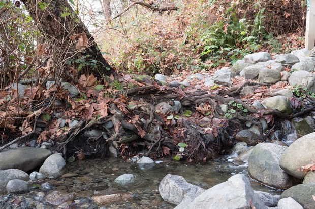 Roots, Pacific Spirit Regional Park, Vancouver, British Columbia, Canada