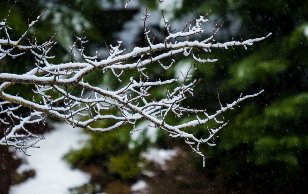 Snow Falling on Aspen, Whistler, British Columbia, Canada