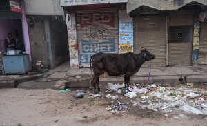 Urban Cow, Varanasi, Uttar Pradesh, India