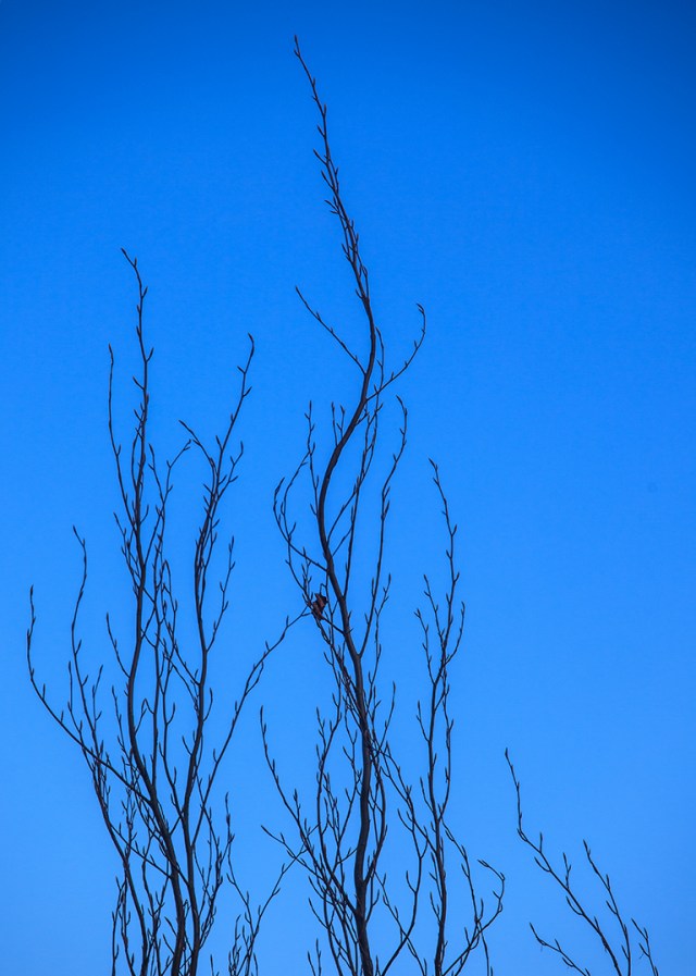 Willow, Vancouver, British Columbia, Canada