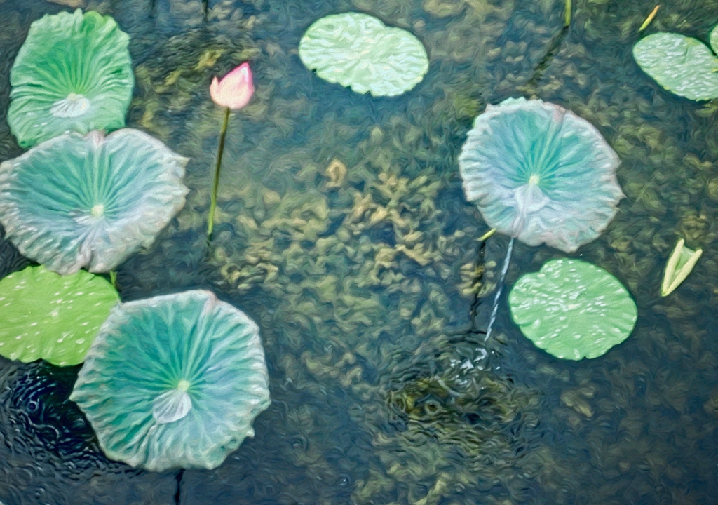 Lotus Rain, Sukhothai, Thailand