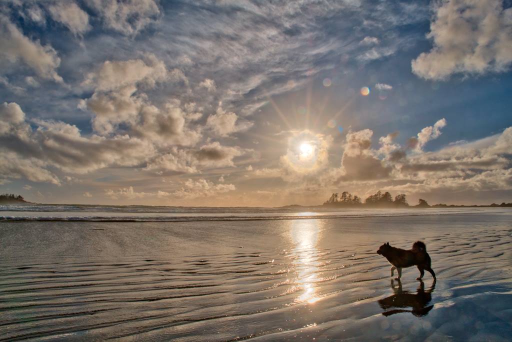 Nicki's Dog, Chesterman Beach, Tofino, British Columbia, Canada