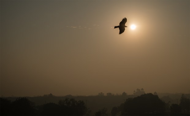 Black Kite over Red Fort, Chandni Chowk, Old Delhi, India