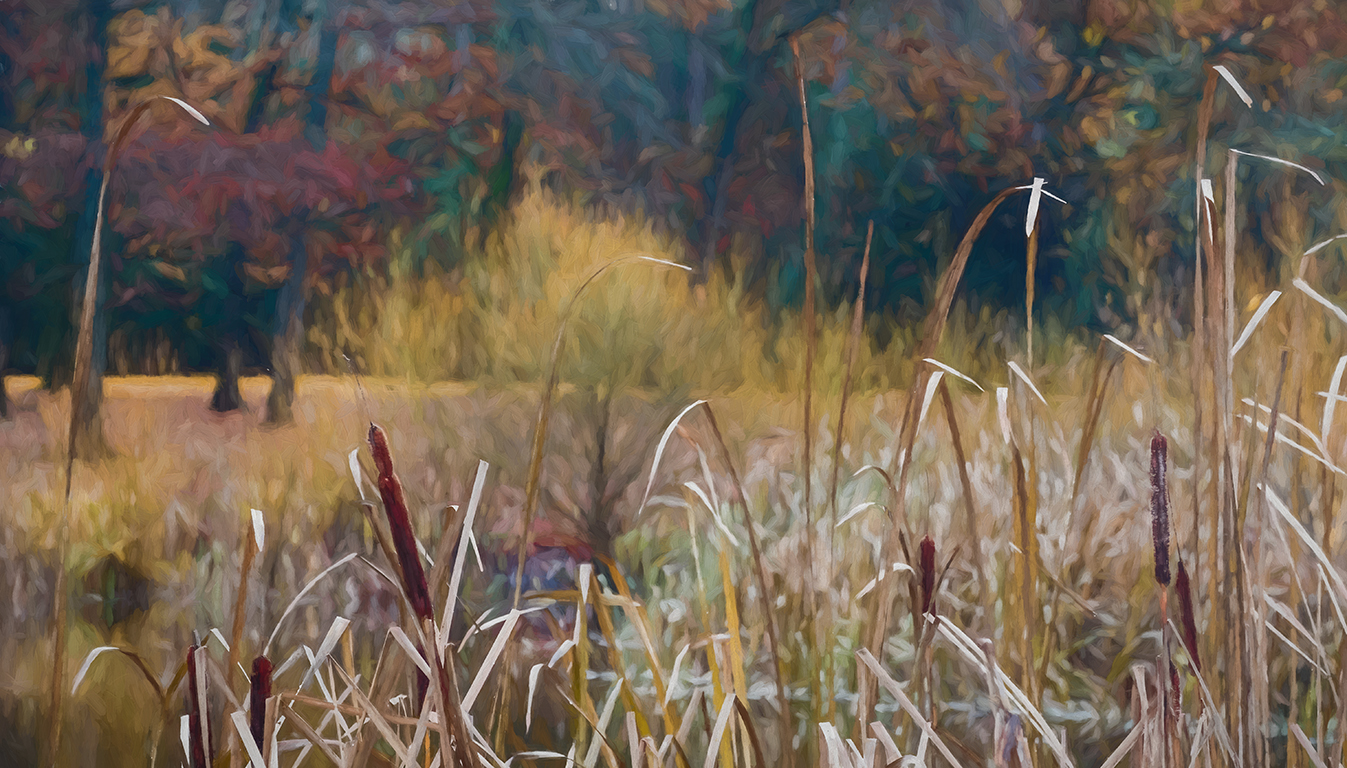 Cattails and Colour, Jericho Beach Park, Vancouver, British Columbia, Canada