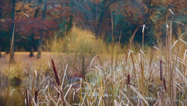 Cattails and Colour, Jericho Beach Park, Vancouver, British Columbia, Canada