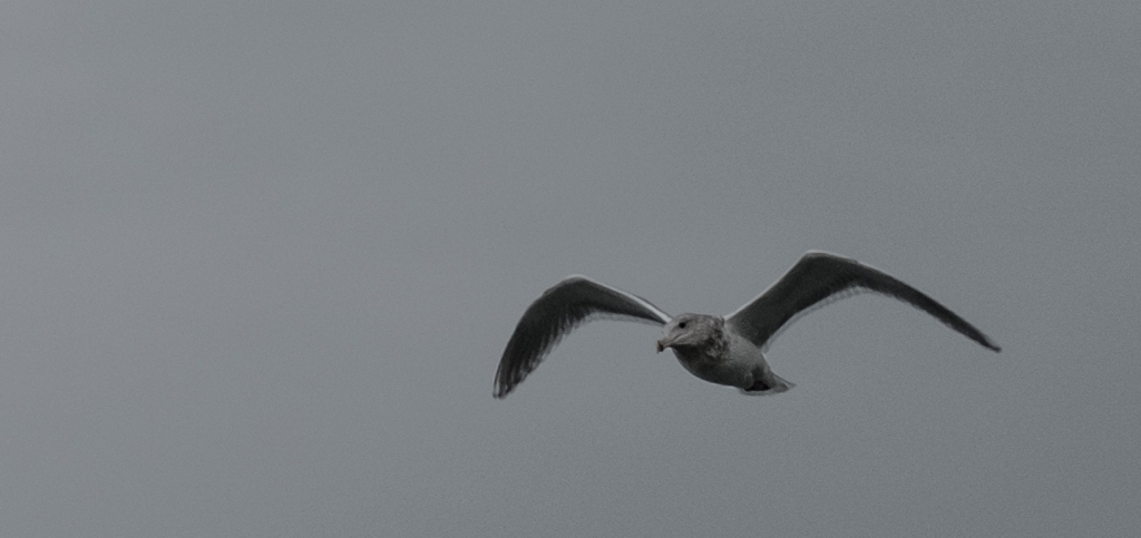 Grey on Grey, Seagull in Flight, Jericho Park, Vancouver, British Columbia, Canada
