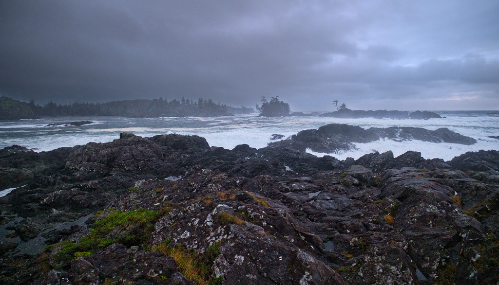 Clinging Green, Cygnet Cove, Ucluelet, Vancouver Island, British Columbia, Canada