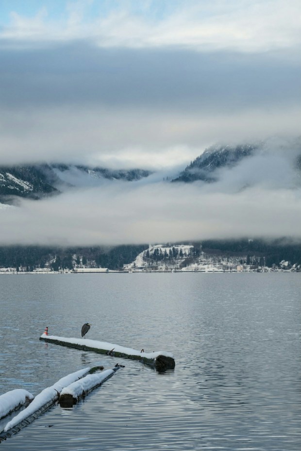 Heron, Howe Sound, Sea to Sky Highway, Britannia Beach, British Columbia, Canada
