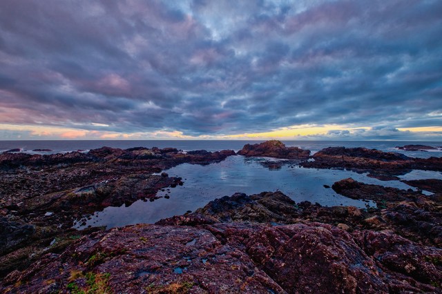 Lavender, Canary and Cobalt, Wild Pacific Trail, Ucluelet, Vancouver Island, British Columbia, Canada
