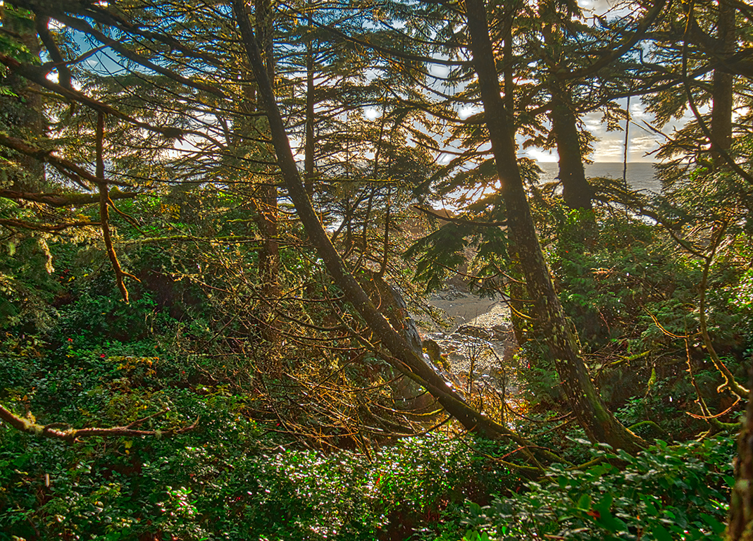 Tangle of Life, Wild Pacific Trail, Ucluelet, Vancouver Island, British Columbia, Canada
