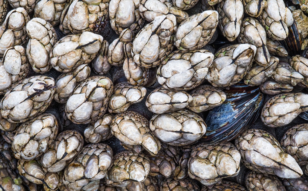 Barnacles and Mussels, Ucluelet, British Columbia, Canada
