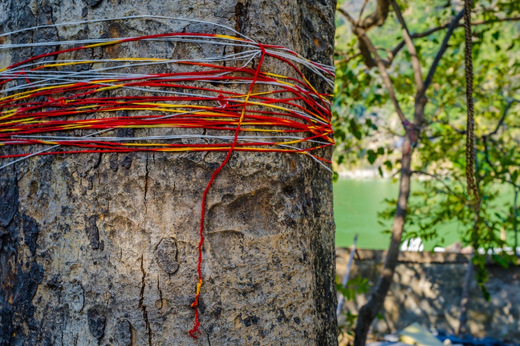 Pretty String, Rishikesh, Uttarakhand, India