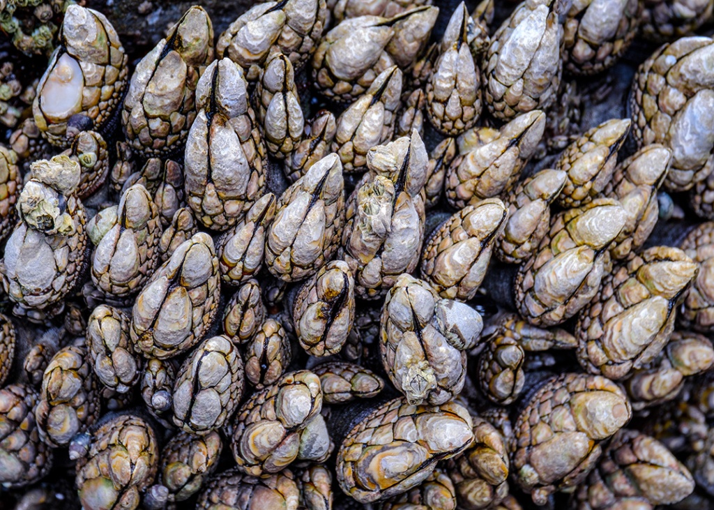 Aliens, Barnacles, Ucluelet, Vancouver Island, British Columbia, Canada