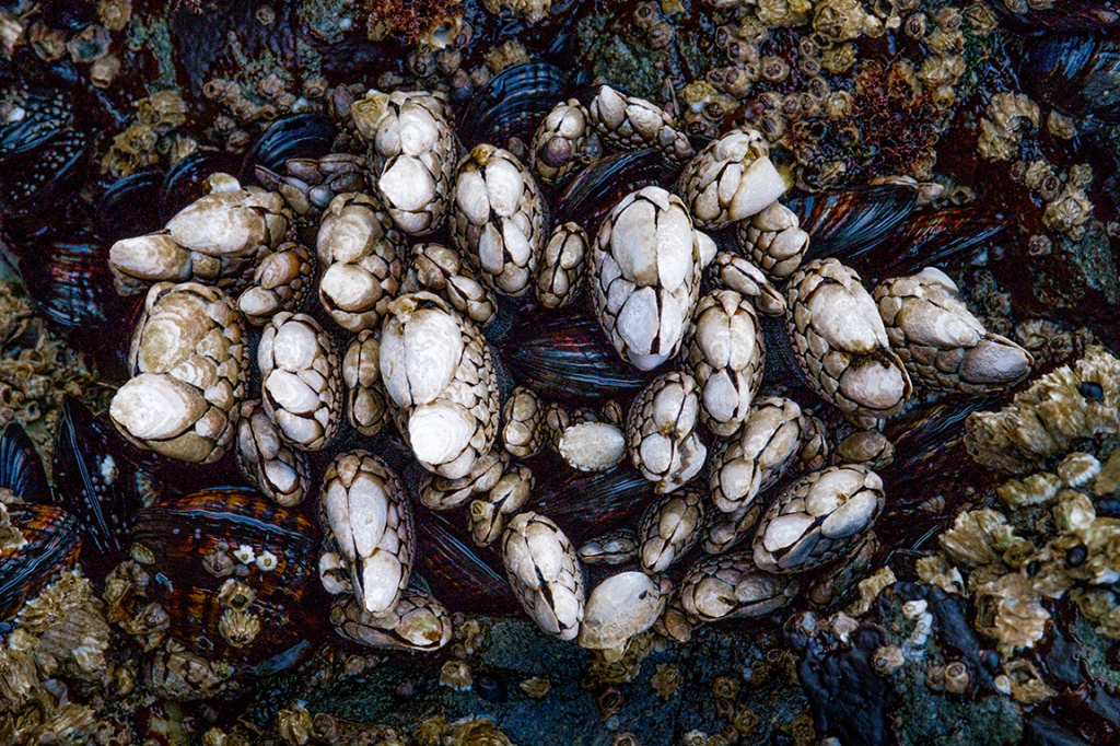 Cluster of Life, Ucluelet, Vancouver Island, British Columbia, Canada
