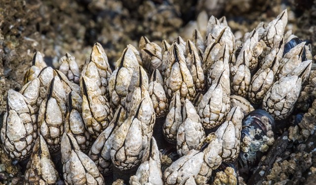 Alien Beauty, Barnacles and Mussels, Ucluelet, Vancouver Island, British Columbia, Canada