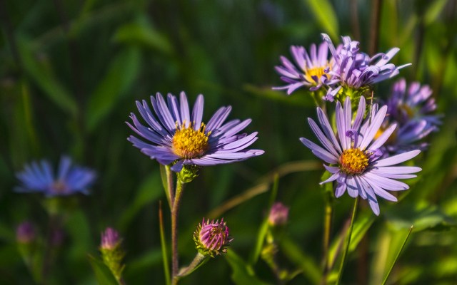 Undiminished Beauty, Alpine Daisy Aster, Buller Mountain Day Use Area, Spray Valley Provincial Park, Kananaskis, Alberta, Canada