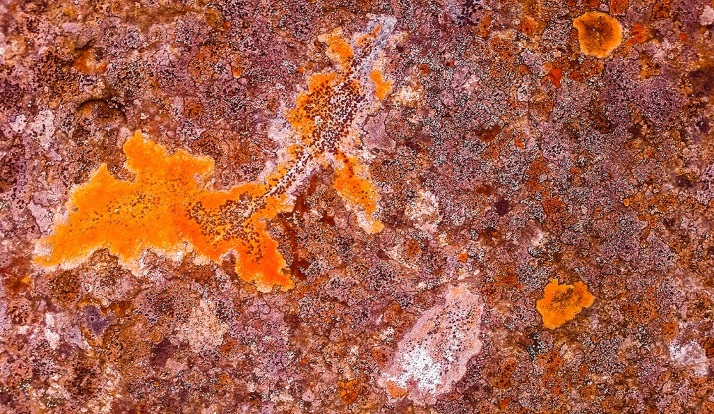 Lichen at Hope Slide, British Columbia, Canada