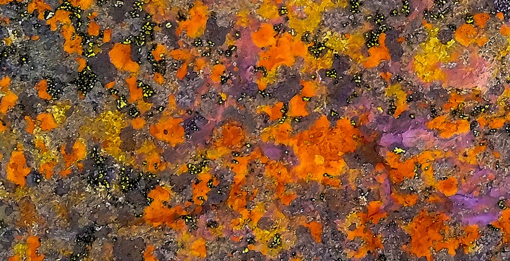 Lovely Lichen, Hope Slide, British Columbia, Canada