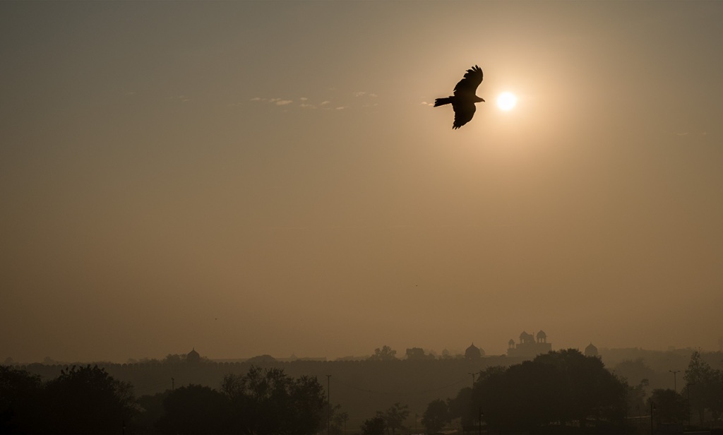 Black Kite over Red Fort, Chandni Chowk, Old Delhi, New Delhi, India III