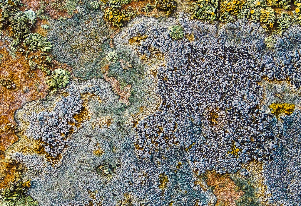 Badlands Lichen, Drumheller, Alberta, Canada