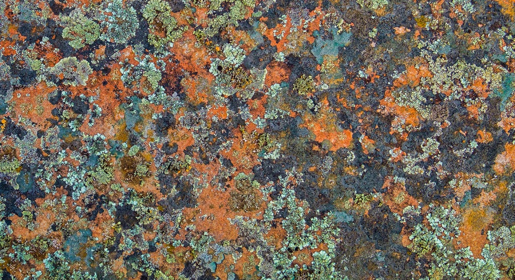 Cacophony in Harmony,Lichen, Drumheller, Alberta, Canada