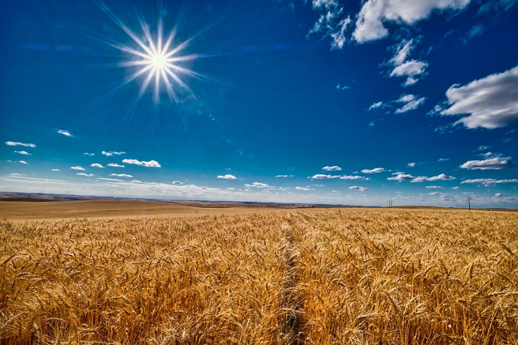 Wheat, Drumheller, Alberta, Canada